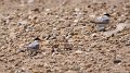 Least Terns High Island_2010_04_24_3874